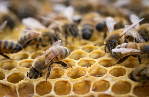 La ruche du CDI et ses abeilles
